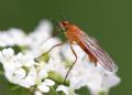 Empis lutea