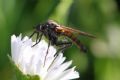 Empis (Euempis) sericans