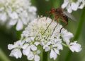 Empis cf. livida
