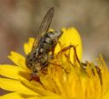 Empis picipes