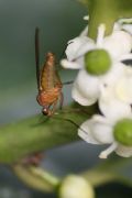 Empis (Xanthempis) stercorea