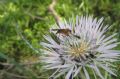 Empis (Xanthempis) stercorea