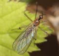 Empis (Xanthempis) univittata