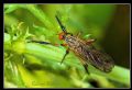Empis (Leptempis) maculata