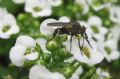 Empis cfr pennipes