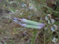 Empusa pennata