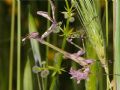 Empusa pennata