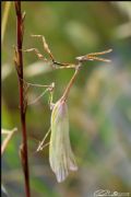 Empusa pennata