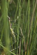 Empusa pennata