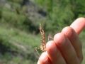 Empusa pennata