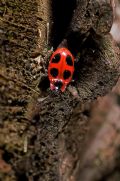 Endomychus coccineus