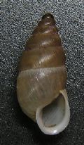 Chondrula pupa