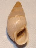 Chondrula pupa
