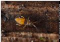 Entomobrya atrocincta (cfr.)