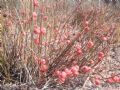 Ephedra distachya