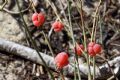 Ephedra distachya