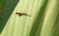 Serratella ignita