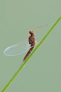 Serratella ignita