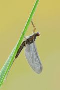 Serratella ignita