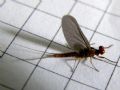 Serratella ignita