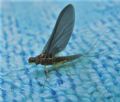 Serratella ignita