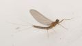 Serratella ignita