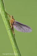 Serratella ignita