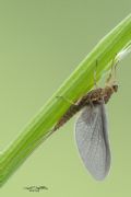 Serratella ignita