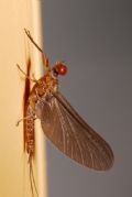 Serratella ignita