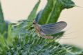 Serratella ignita
