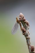 Serratella ignita