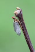 Serratella ignita