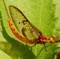 Ephemera glaucops
