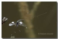 Caenidae