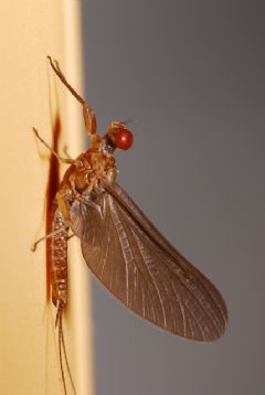 Ephemerellidae