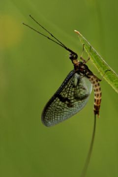 Ephemeridae
