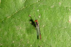 Leptophlebiidae