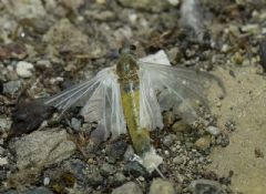Oligoneuridae