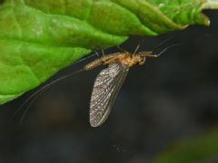 Siphlonuridae