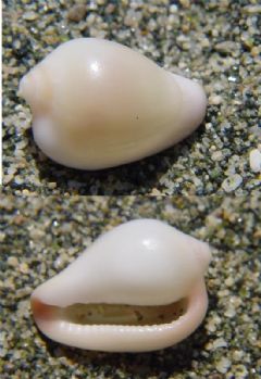 Eratoidae
