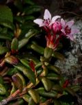 Kalmia procumbens