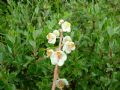 Pyrola rotundifolia