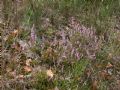 Calluna vulgaris