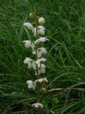 Pyrola rotundifolia