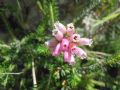 Erica terminalis