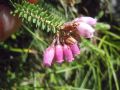 Erica terminalis