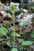 Moneses uniflora