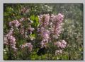 Erica multiflora