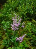 Calluna vulgaris