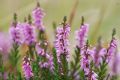 Calluna vulgaris